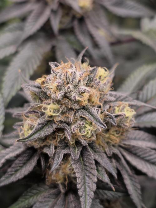 Royal domina & Purple queen. First grow. Week 16
