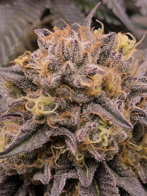 Royal domina & Purple queen. First grow. Week 16