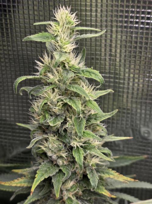 Royal domina & Purple queen. First grow. Week 16