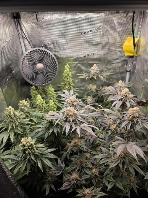 Royal domina & Purple queen. First grow. Week 17