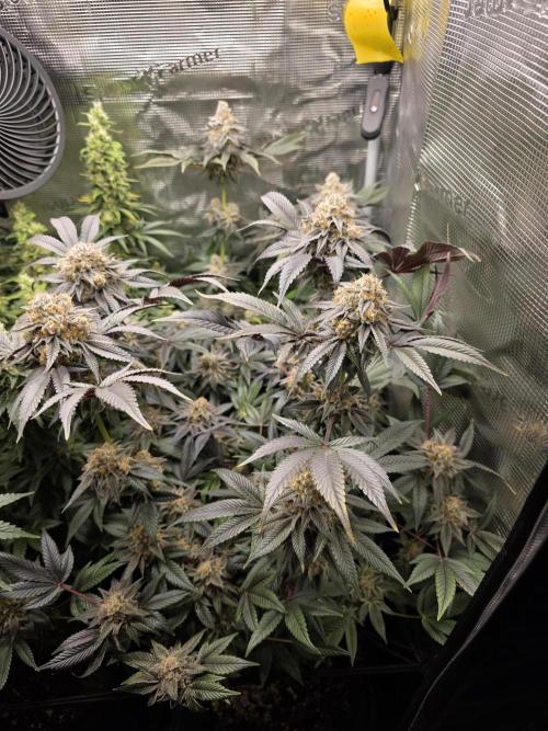 Royal domina & Purple queen. First grow. Week 17