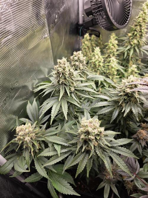 Royal domina & Purple queen. First grow. Week 17
