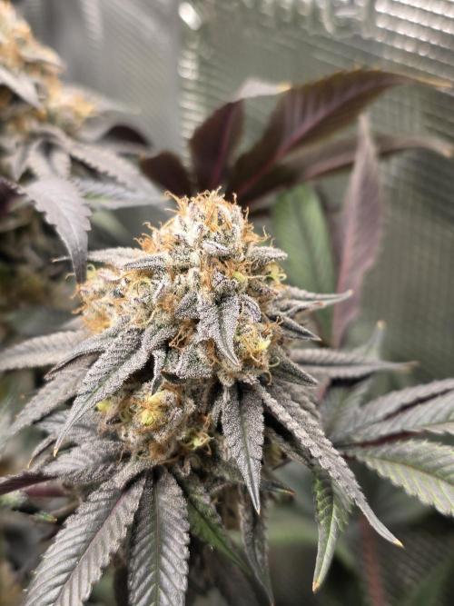 Royal domina & Purple queen. First grow. Week 17