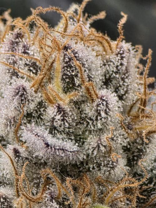 Royal domina & Purple queen. First grow. Week 17