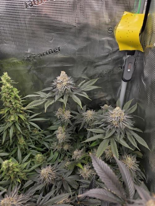 Royal domina & Purple queen. First grow. Week 17