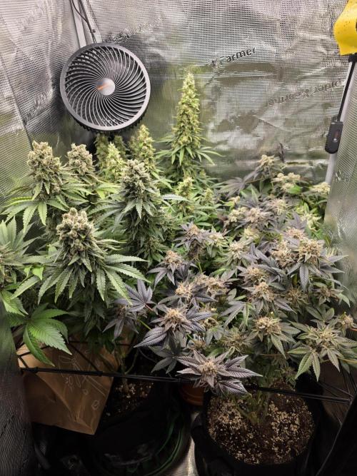 Royal domina & Purple queen. First grow. Week 18