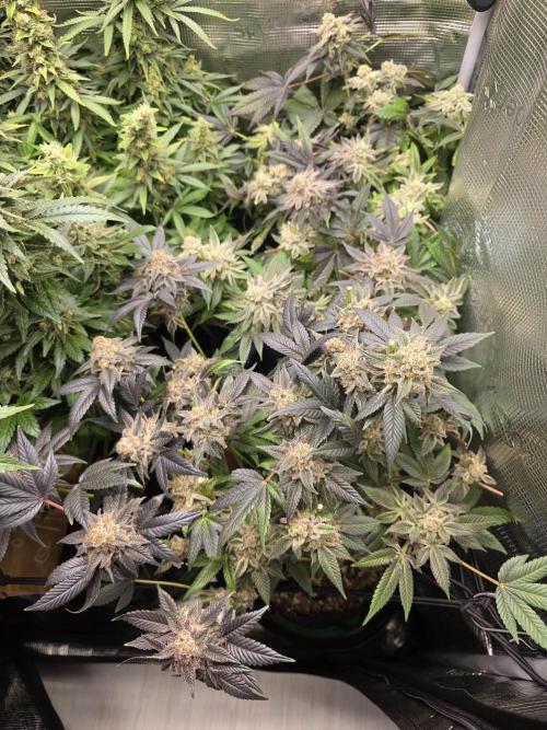 Royal domina & Purple queen. First grow. Week 18