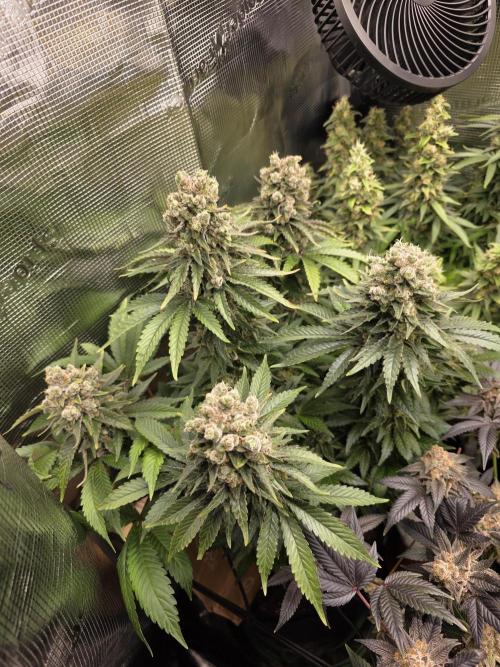 Royal domina & Purple queen. First grow. Week 18