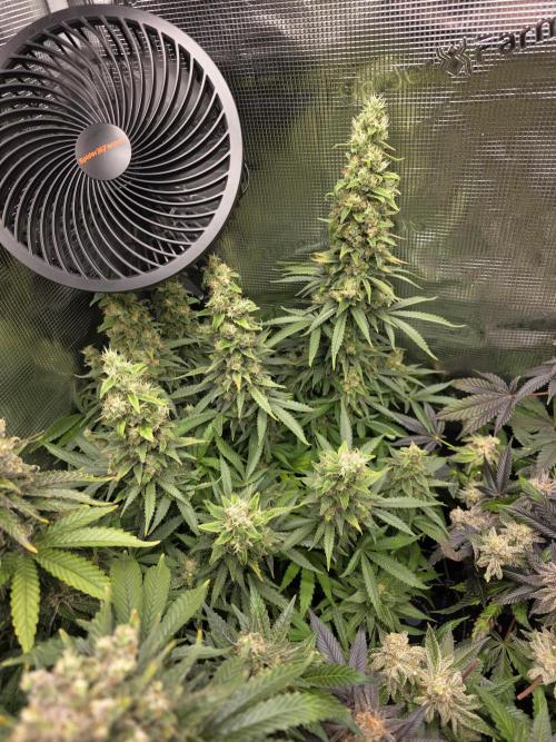 Royal domina & Purple queen. First grow. Week 18