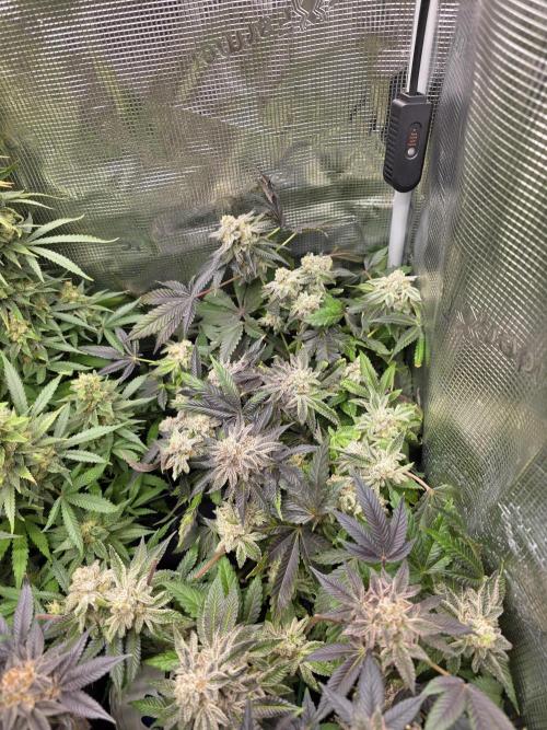 Royal domina & Purple queen. First grow. Week 18
