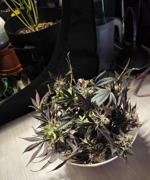 Royal domina & Purple queen. First grow. Week 18