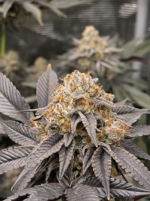Royal domina & Purple queen. First grow. Week 18