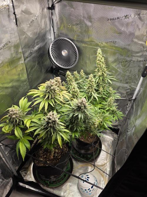 Royal domina & Purple queen. First grow. Week 19