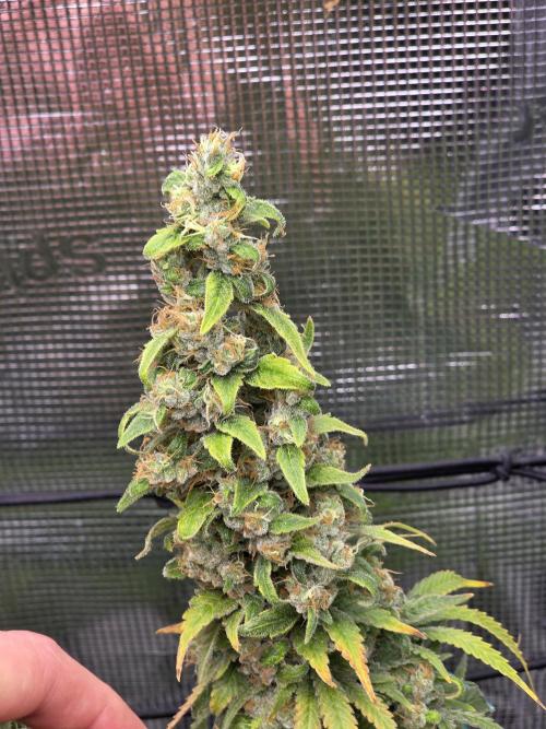 Royal domina & Purple queen. First grow. Week 19