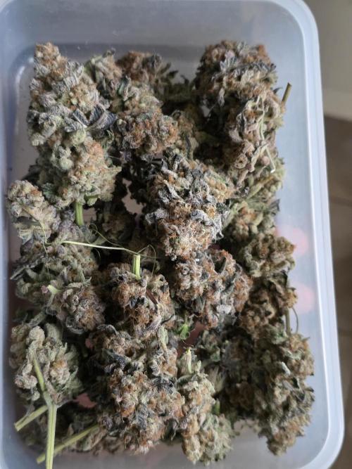 Royal domina & Purple queen. First grow. Week 19