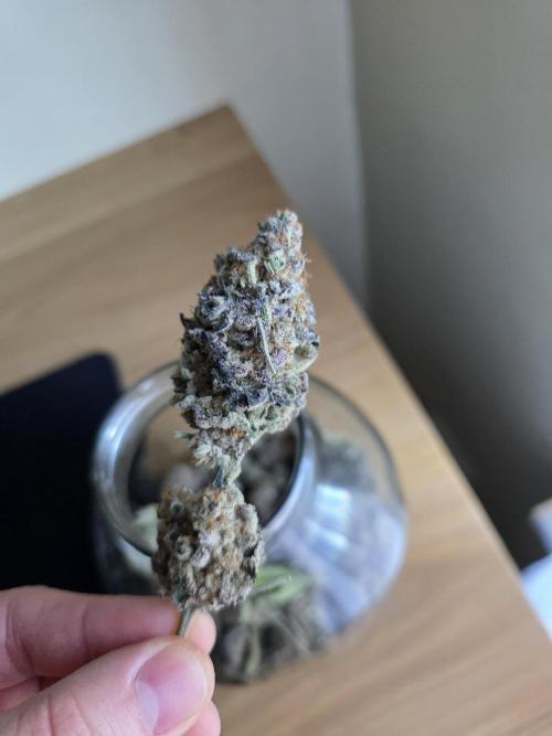 Royal domina & Purple queen. First grow. Week 20