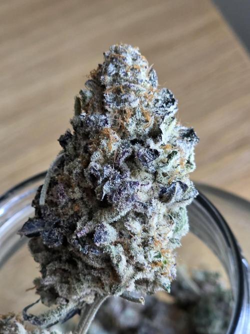 Royal domina & Purple queen. First grow. Week 20