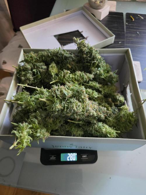 Royal domina & Purple queen. First grow. Week 20