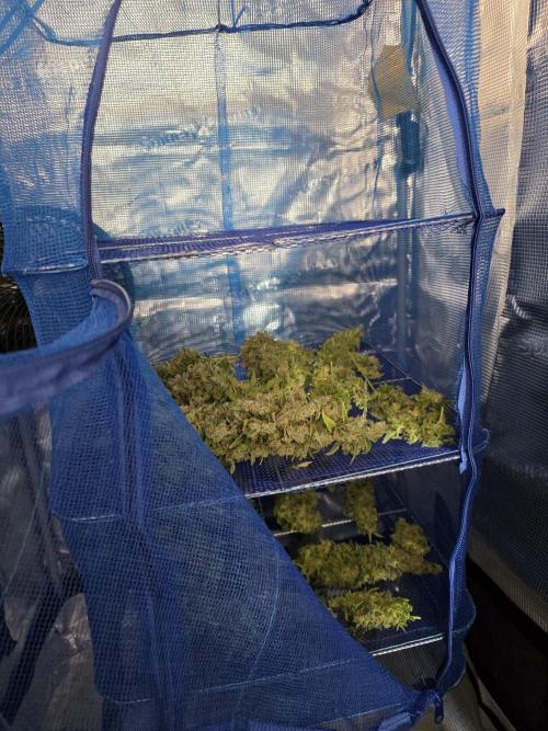 Royal domina & Purple queen. First grow. Week 20