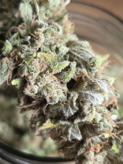 Royal domina & Purple queen. First grow. Week 20