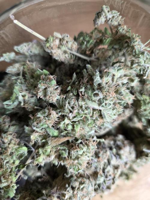 Royal domina & Purple queen. First grow. Week 20