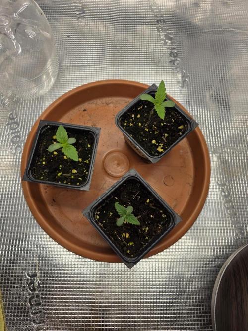 Trio summer grow. Week 0
