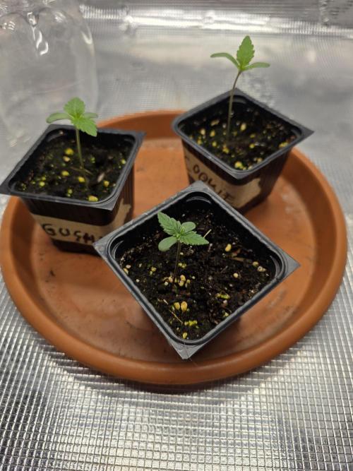 Trio summer grow. Week 0