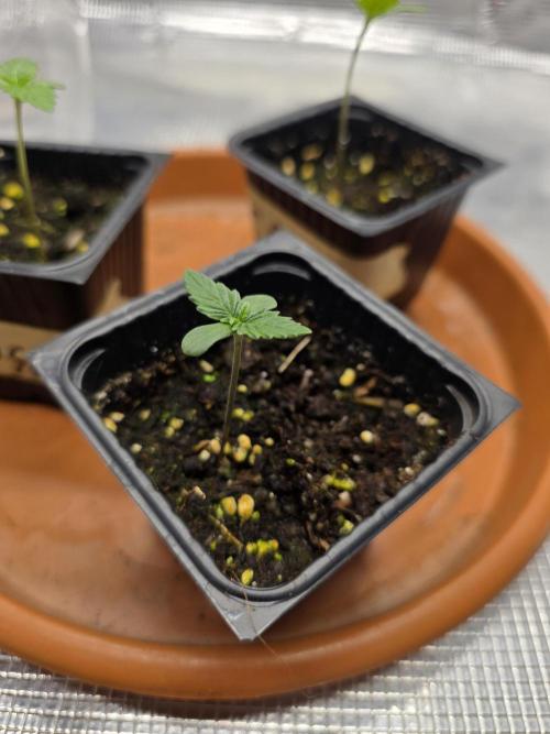 Trio summer grow. Week 0
