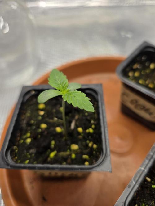 Trio summer grow. Week 0