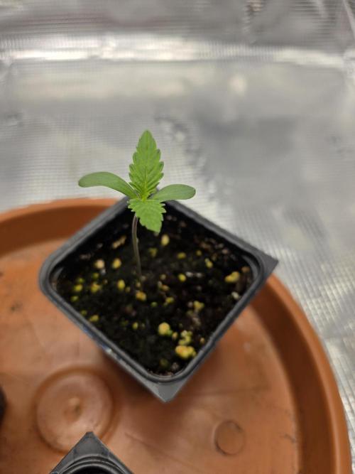 Trio summer grow. Week 0