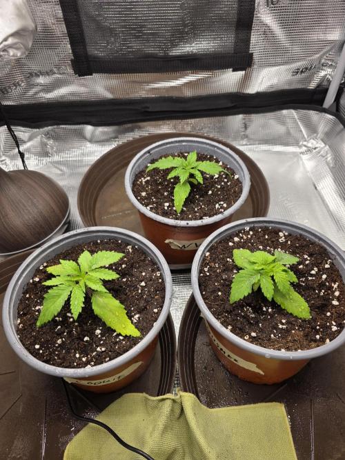 White widow, gushers, tropic cookies. Week 1