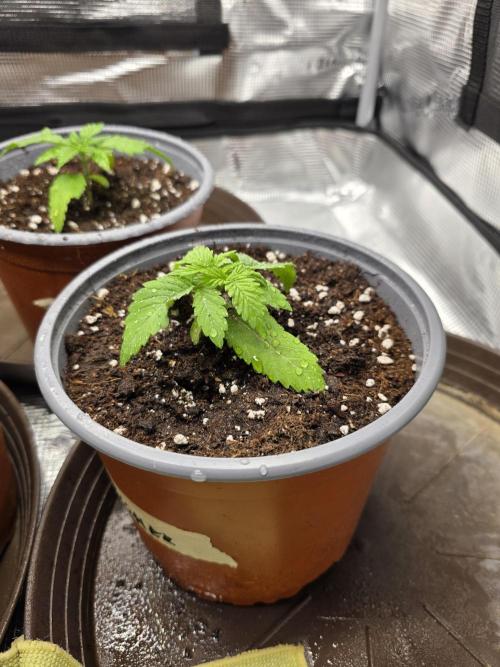 White widow, gushers, tropic cookies. Week 1