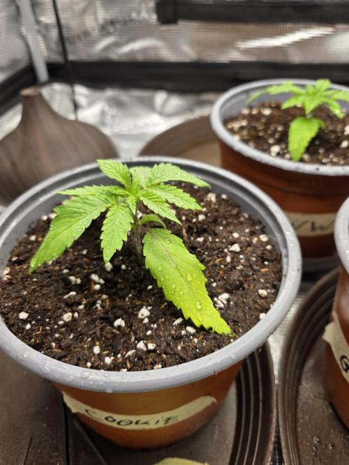 White widow, gushers, tropic cookies. Week 1