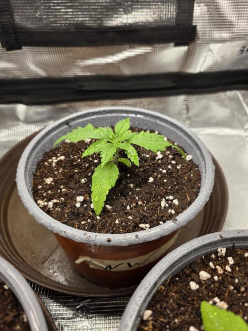 White widow, gushers, tropic cookies. Week 1