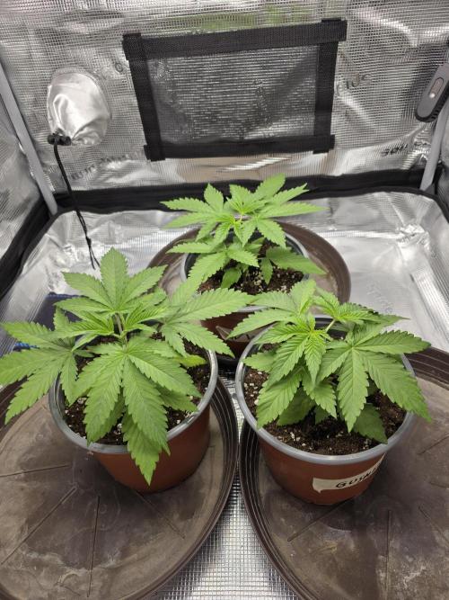 White widow, gushers, tropic cookies. Week 2