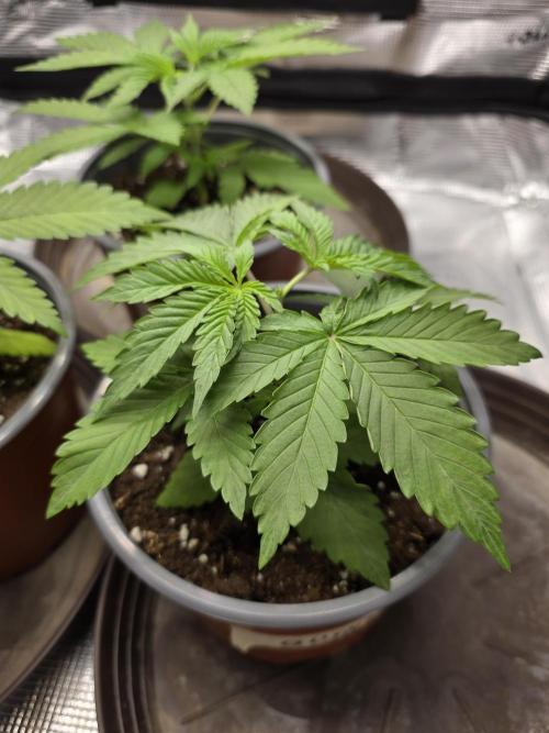 White widow, gushers, tropic cookies. Week 2