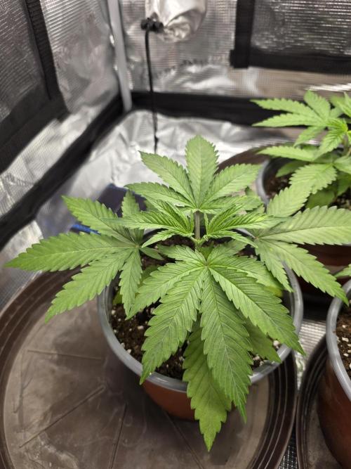 White widow, gushers, tropic cookies. Week 2