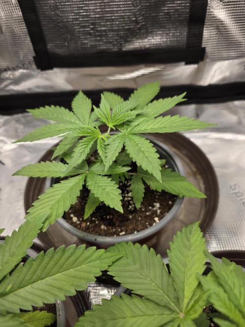 White widow, gushers, tropic cookies. Week 2