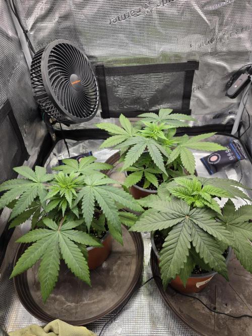 White widow, gushers, tropic cookies. Week 3