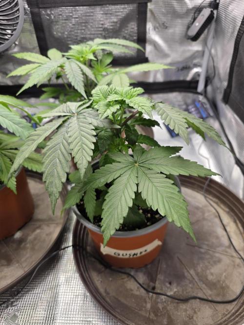 White widow, gushers, tropic cookies. Week 3