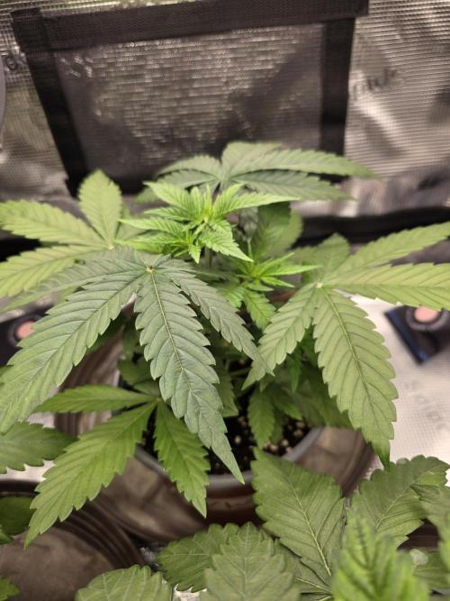 White widow, gushers, tropic cookies. Week 3