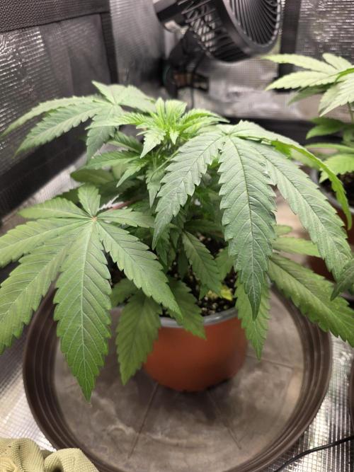 White widow, gushers, tropic cookies. Week 3