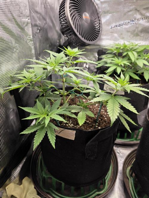 White widow, gushers, tropic cookies. Week 4