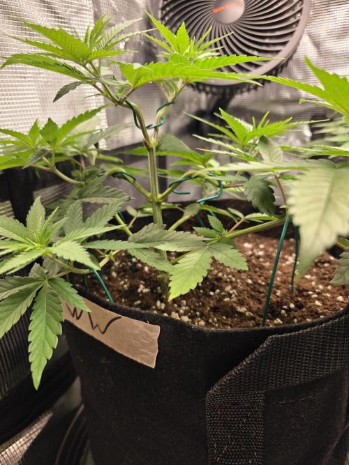 White widow, gushers, tropic cookies. Week 4