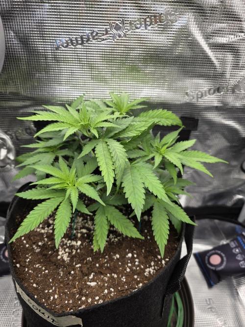 White widow, gushers, tropic cookies. Week 4