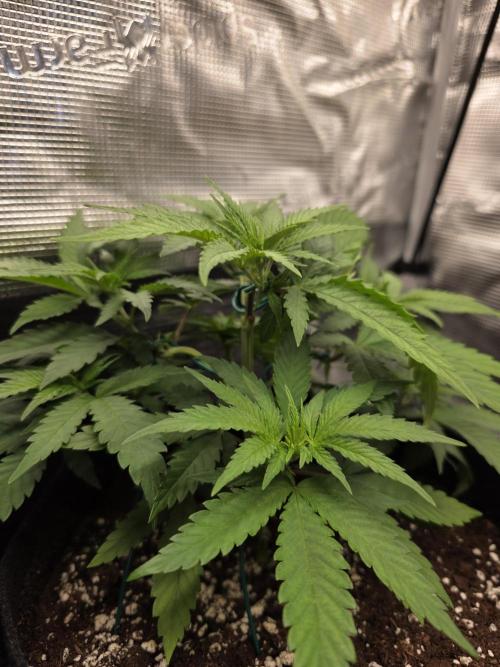 White widow, gushers, tropic cookies. Week 4