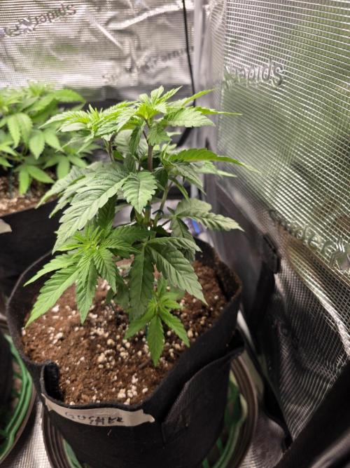 White widow, gushers, tropic cookies. Week 4