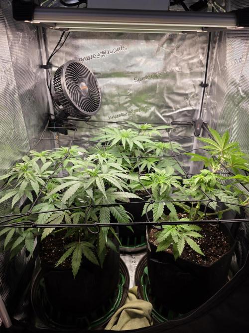 White widow, gushers, tropic cookies. Week 5