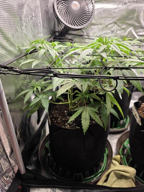 White widow, gushers, tropic cookies. Week 5