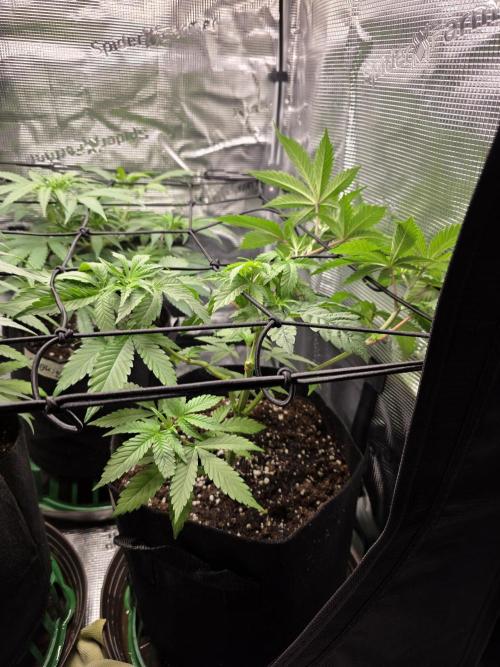 White widow, gushers, tropic cookies. Week 5